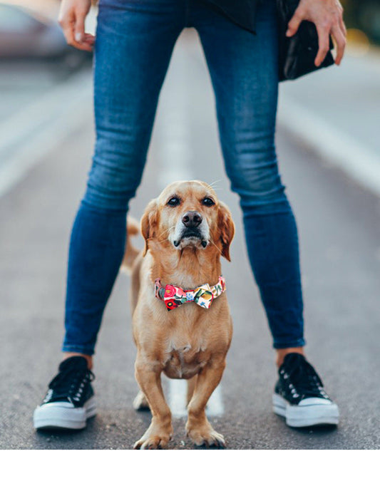 New Arrivals: 10 Must-Have Pet Accessories from PawsAtelier